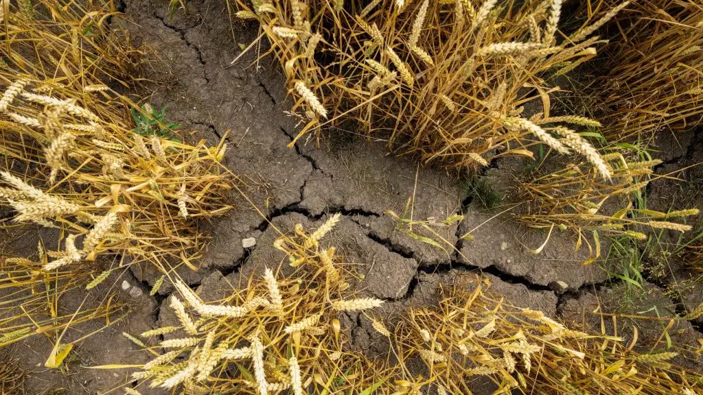 Une terre craquée par la sécheresse.