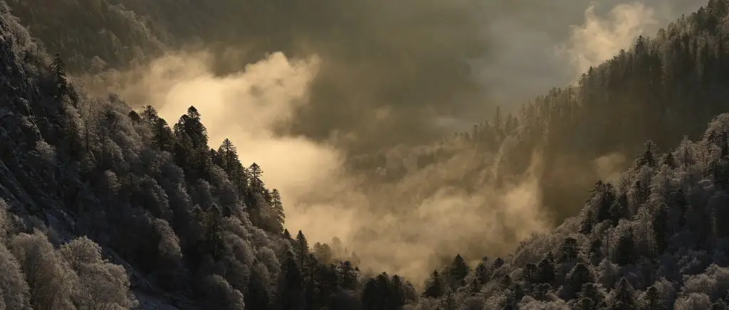 "En forêt avec Vincent Munier", s’émerveiller face à la beauté sauvage