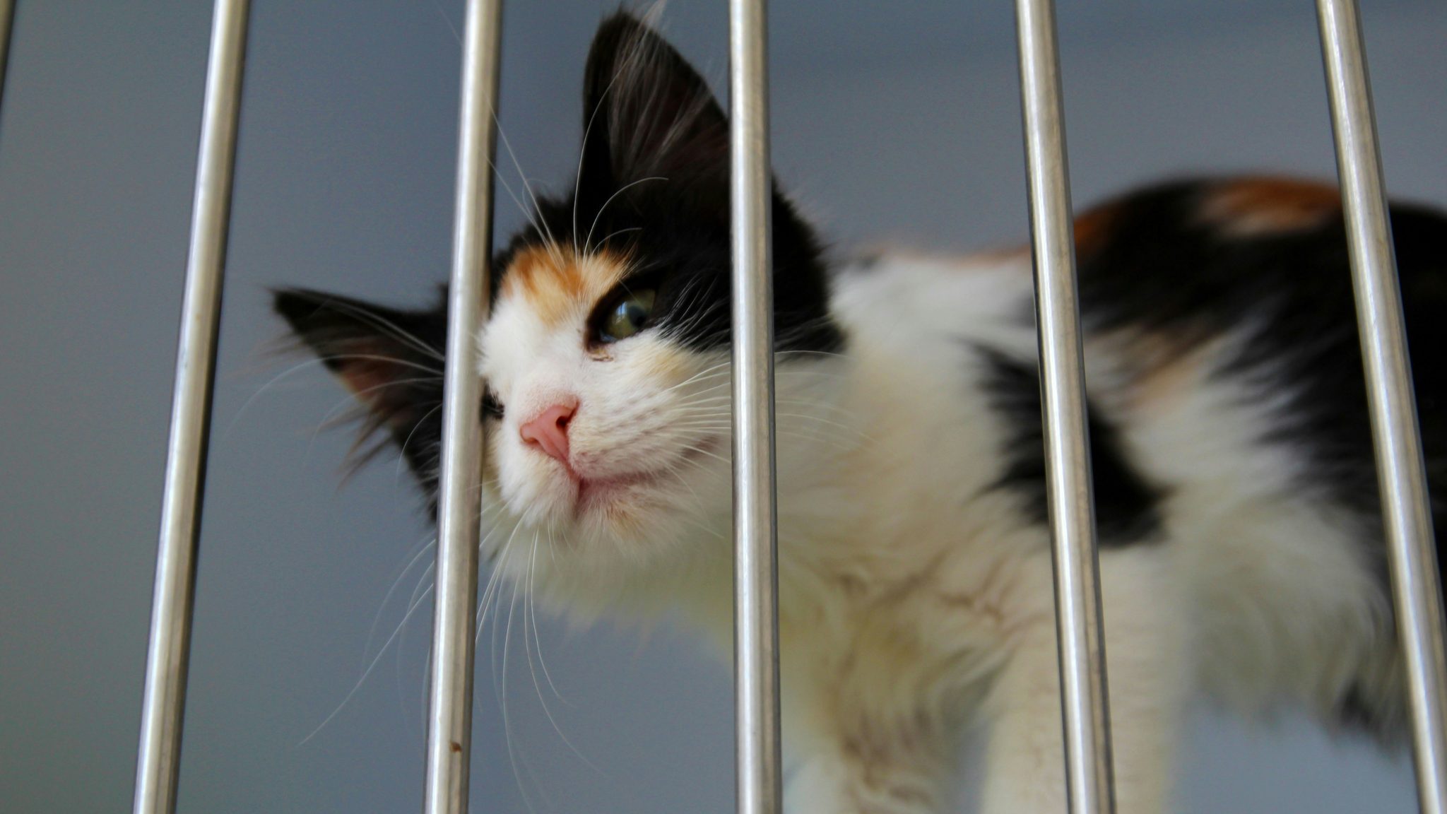 Chaton dans une cage