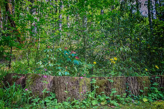 Jardin des Bois