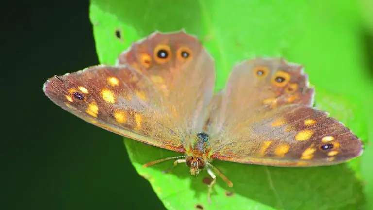 Papillon photo de M Giraud