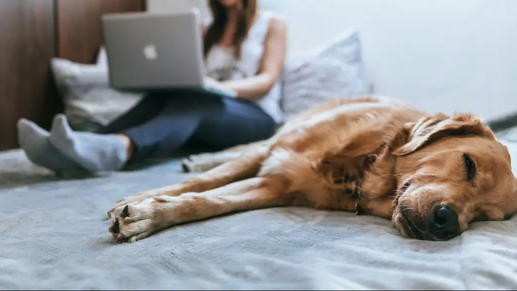 golden retriever allongé sur un lit à côté de sa maitresse qui travaille sur un ordinateur.