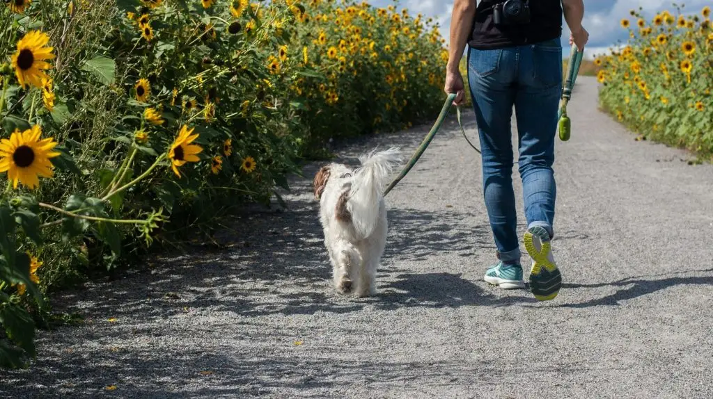 Chien se faisant promener à côté d'un champ de tournesol