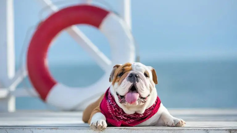 chien devant une bouée à la mer