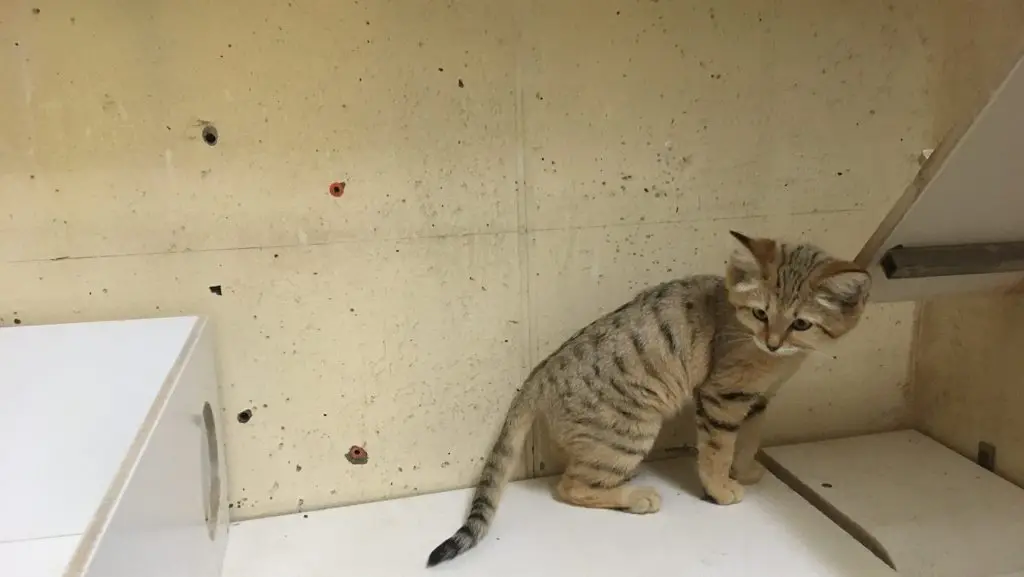 Naissance de trois chats des sables au zoo de Mulhouse