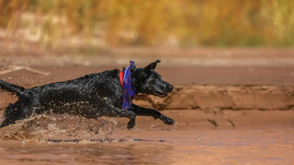 Chien qui court dans l'eau.