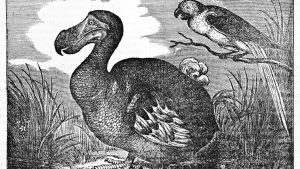 Une illustration d'un dodo