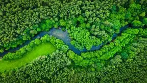 Déforestation : connaissez-vous la fresque de la foret ?