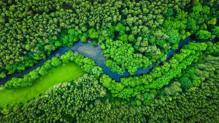 Déforestation : connaissez-vous la fresque de la foret ?