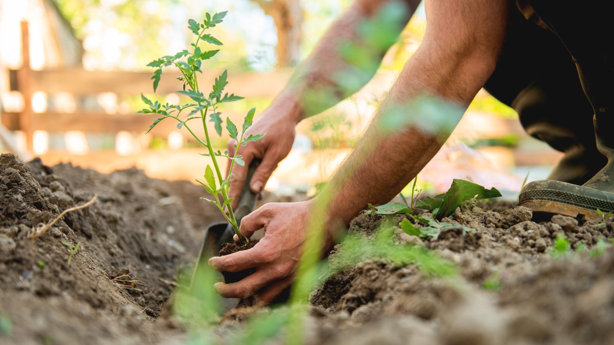 Cultivez « Un potager pas comme les autres », avec Tom le Jardinier