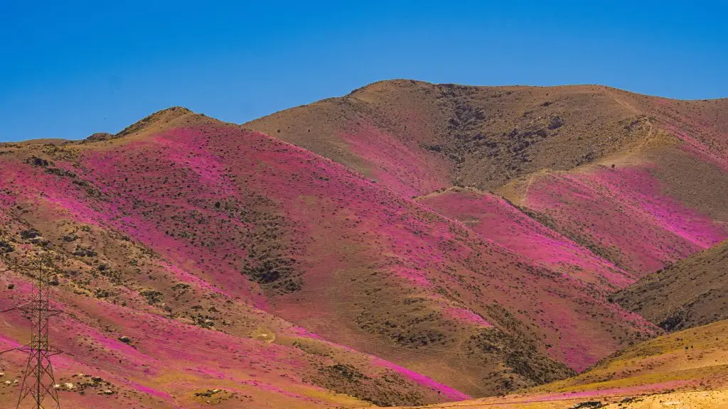 Le désert d'Atacama, au Chili.