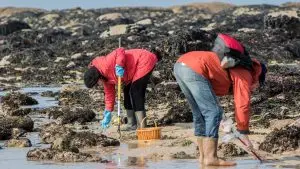 Pêche à Pied, un loisirs réglementé pour préserver le vivant