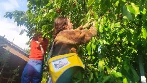 aux arbres citoyens