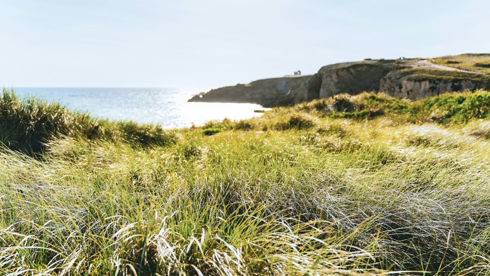 Bretagne : un plan de protection des sternes, les hirondelles de mer