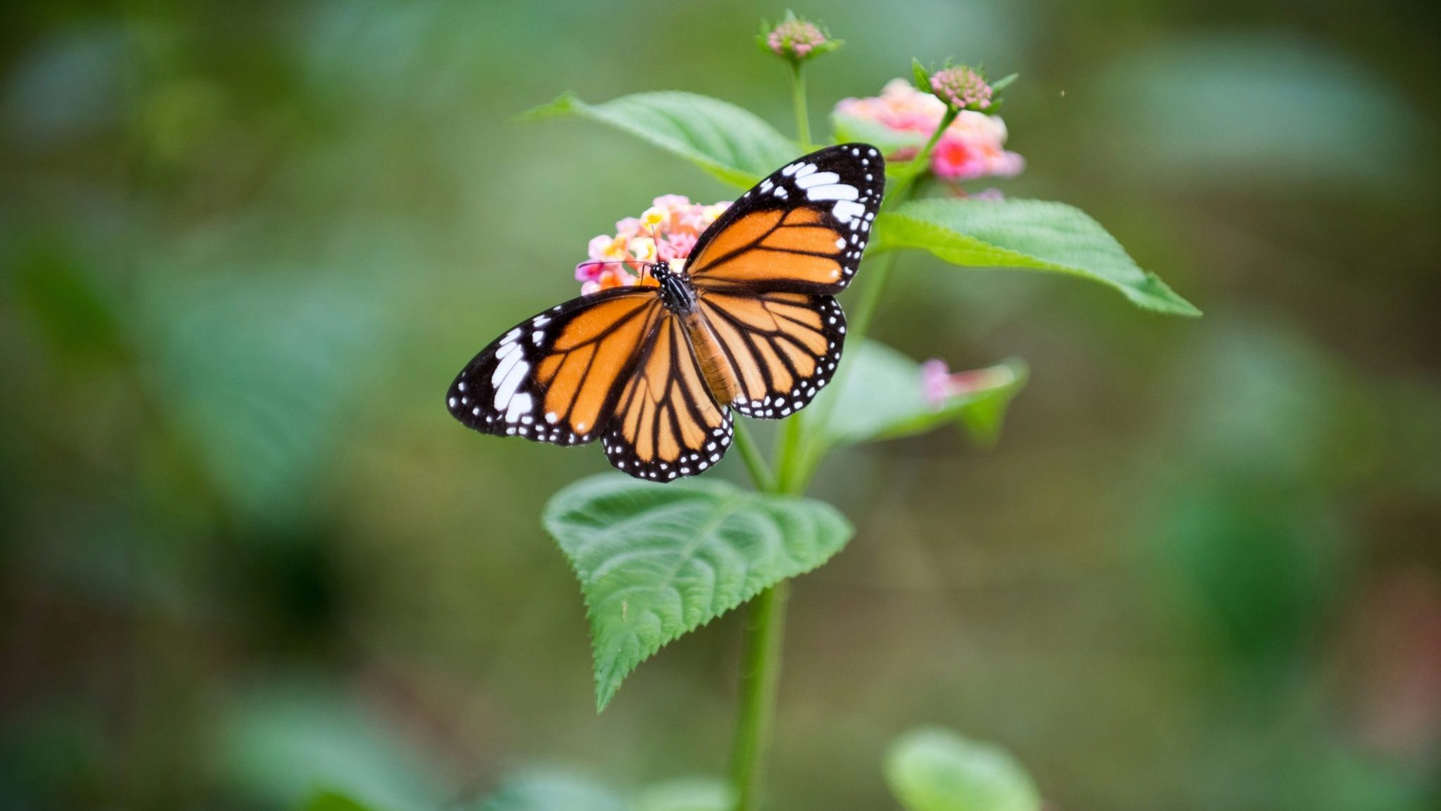 papillon sur une feuille