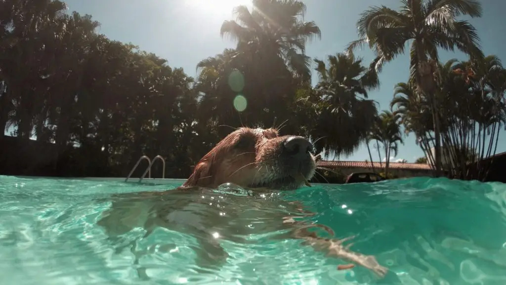 Golden Retriever nageant dans l'eau bleue transparente durant une belle journée ensoleillée.