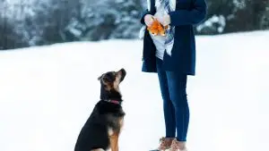 Femme enceinte avec un chien qui regarde son ventre