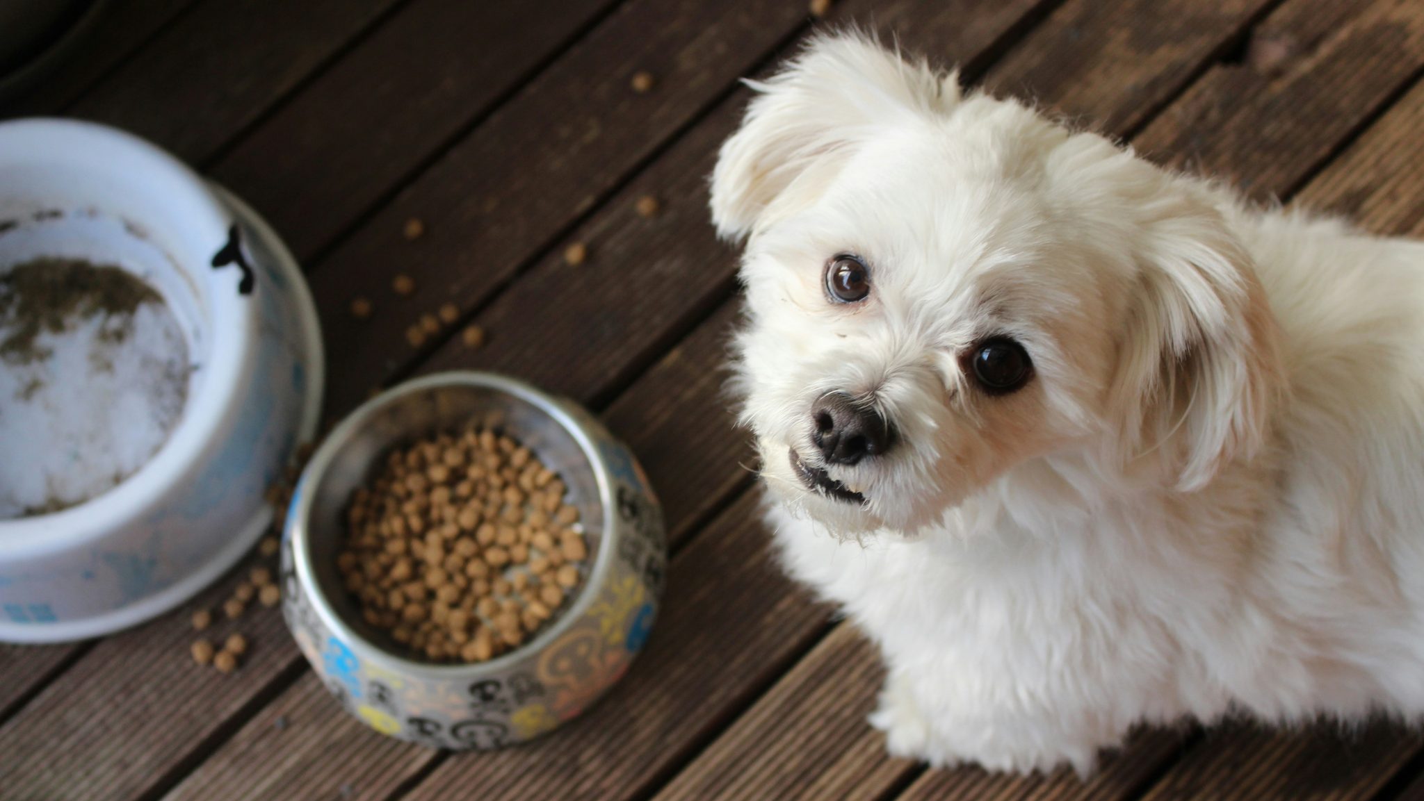 Petit caniche blanc, regardant la caméra avec tristesse, positionné à côté d'une gamelle plein de croquettes.