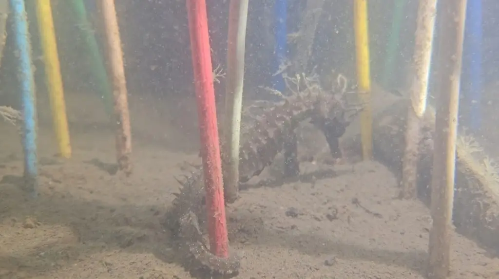 Cléopatre le premier hippocampe du refuge au Port d'Arcachon en Gironde