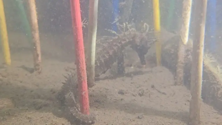 Cléopatre le premier hippocampe du refuge au Port d'Arcachon en Gironde