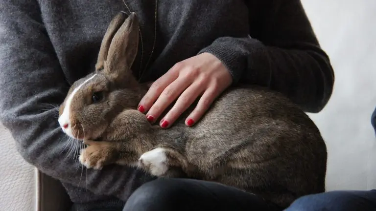 Un lapin sur les genoux d'une femme