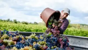 Un homme fait les vendanges. Il verse un seau rempli de raisins noirs dans un grand bac