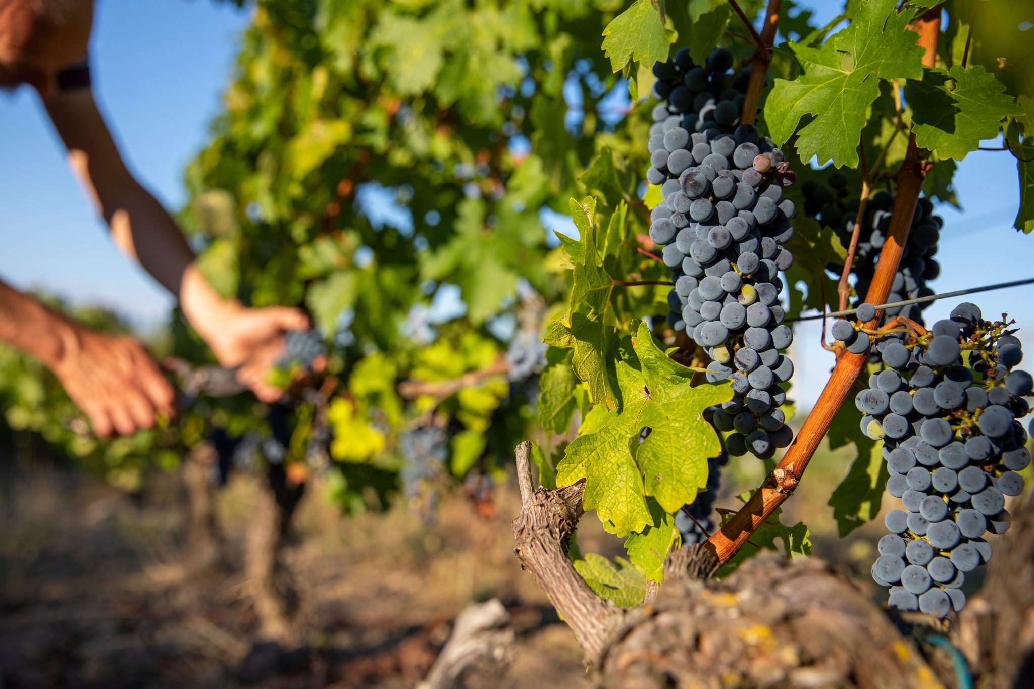 Grappe de raisin dans les vignes et vigneron pendant les vendanges.