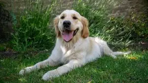 Golden retriever in the garden