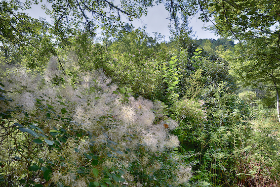 Les Jardins de l'Albarède