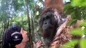 Chanee rencontre Maurice l'orang-outan