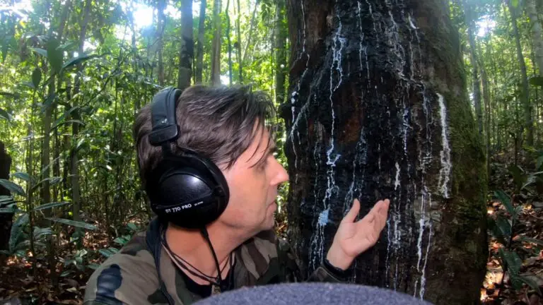 Chanee devant des arbres à caoutchouc