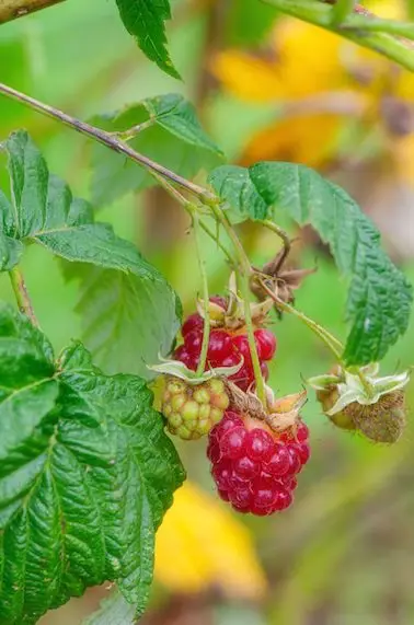 Framboises 'Himbo Top'