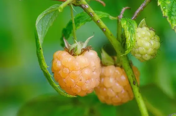 Framboises 'Norabelle'