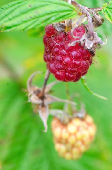 Framboises_Polka