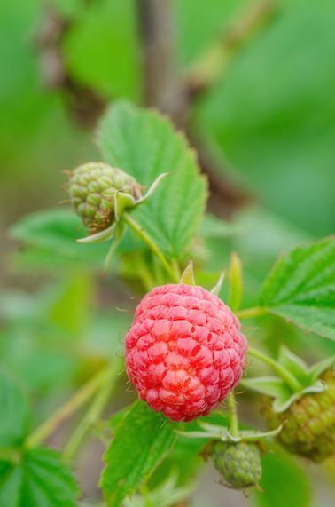 Framboises_Zeva