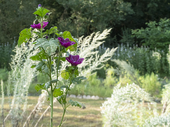 les Jardins de Jammes