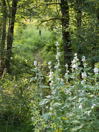 les Jardins de Jammes - plantes médicinales