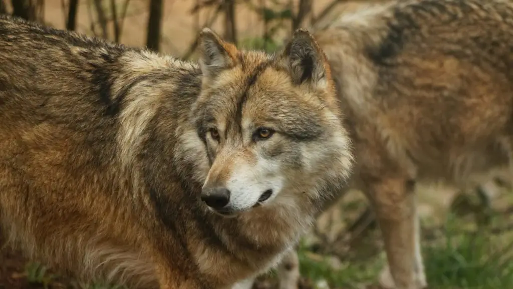 brown wolf on green grass during daytime