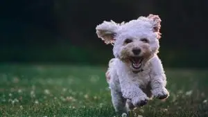 chiot qui sautille dans l'herbe