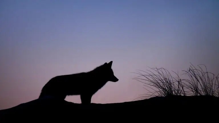 silhouette of wolf standing on ground