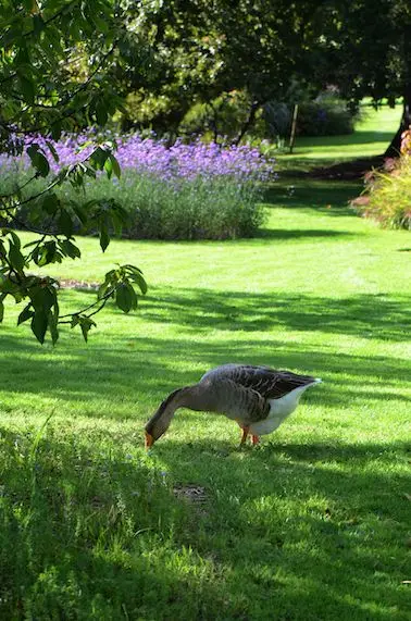 Jardins de Coursiana