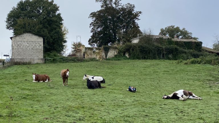 des chevaux allongés dans un pré