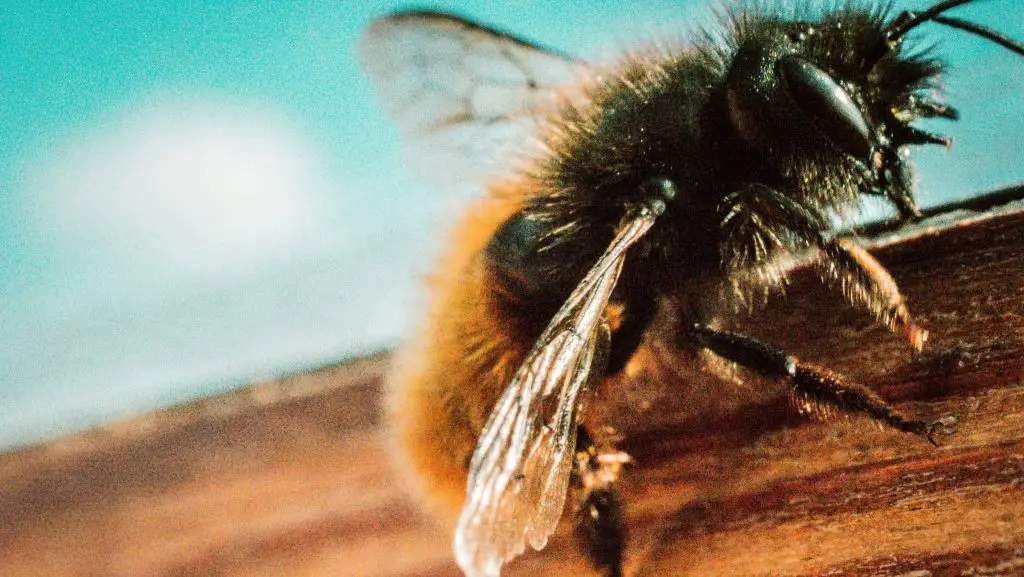 A bee on my window, it was free after the pict! no animals were harmed during shooting