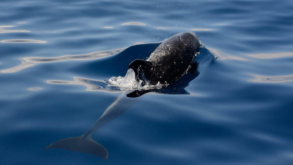 black dolphin on body of water