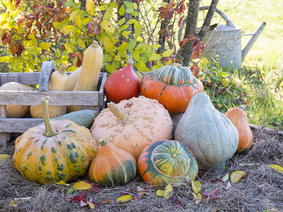 courges d'automne