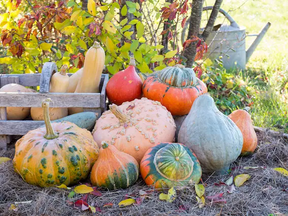 courges d'automne