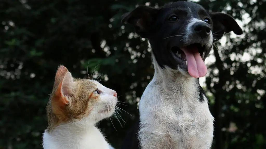 chat et chien