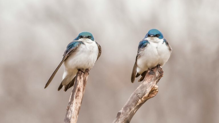 Oiseaux sur branche.