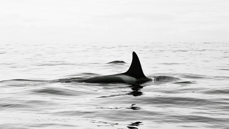 Aileron de baleine