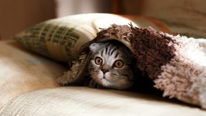 Crouching Tiger, Hidden Dragon.
Photo of a kitten named William hiding under a plaid